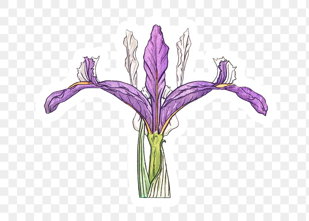Vintage iris flower sticker with white border