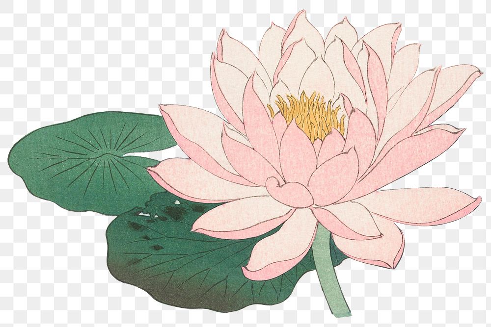 Lily flower png sticker, vintage botanical illustration, remix from the artwork of Ohara Koson