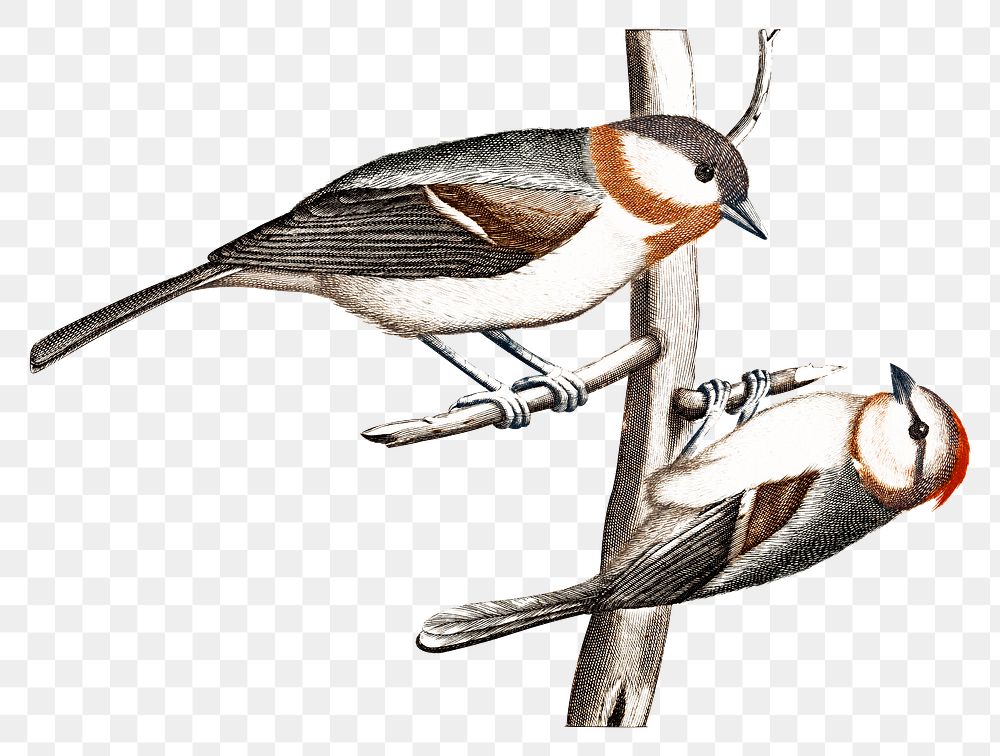 Png tit birds sticker vintage illustration