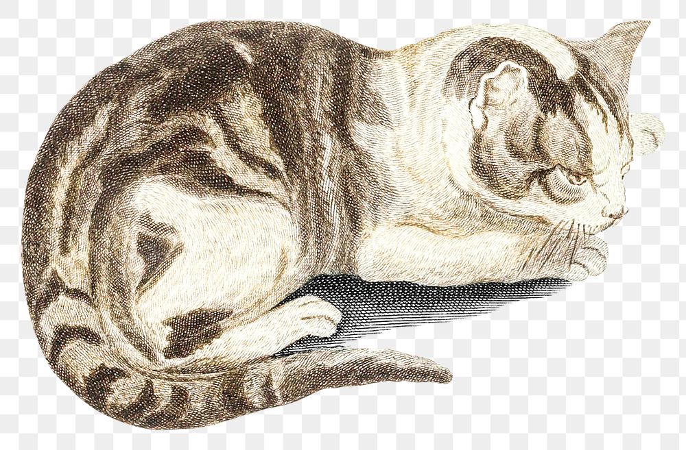 Png cat sticker cute animal illustration
