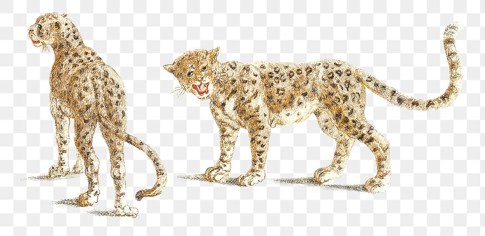 Png leopards sticker wild animal illustration
