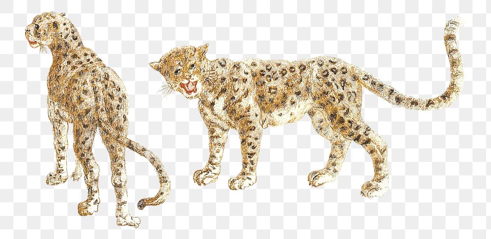Png leopards sticker wild animal illustration