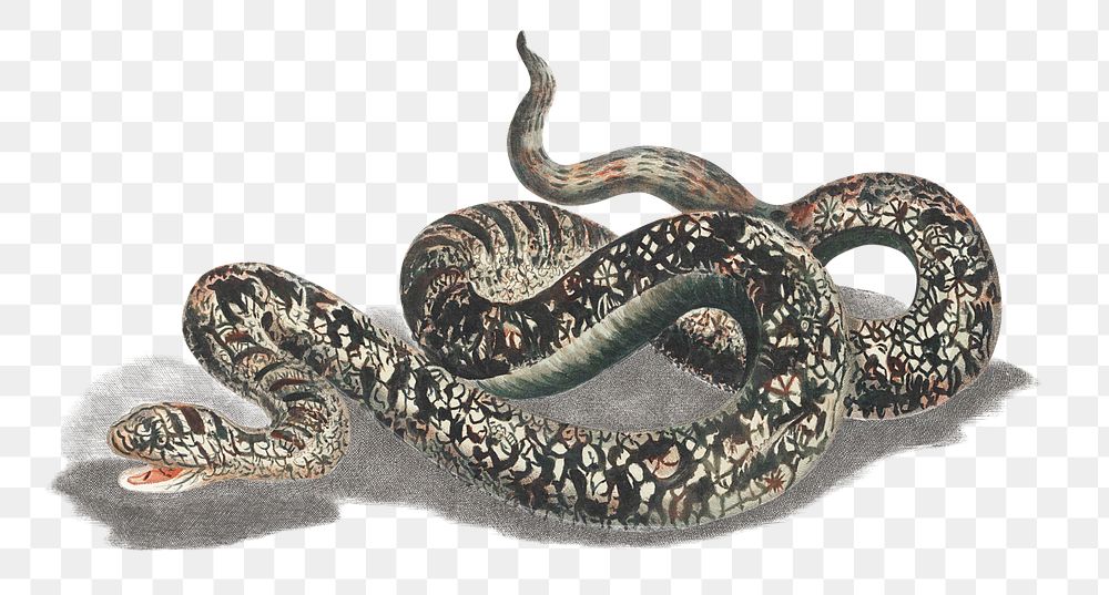 Snake png sticker wild animal illustration