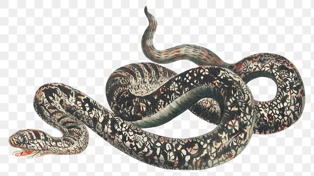 Snake png sticker wild animal illustration