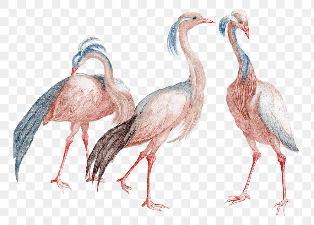Vintage crane png bird sticker hand drawn illustration