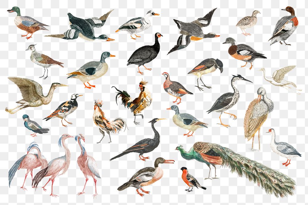 Hand drawn bird png sticker vintage illustration set