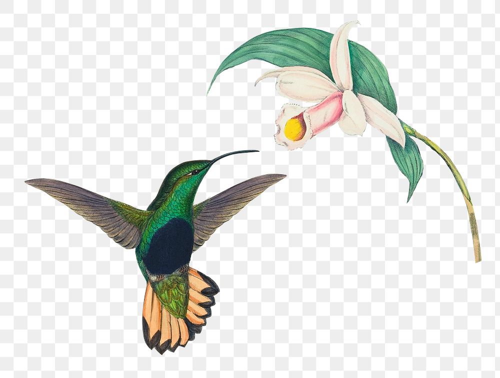 Hummingbird png animal art print, remixed from artworks by John Gould and Henry Constantine Richter