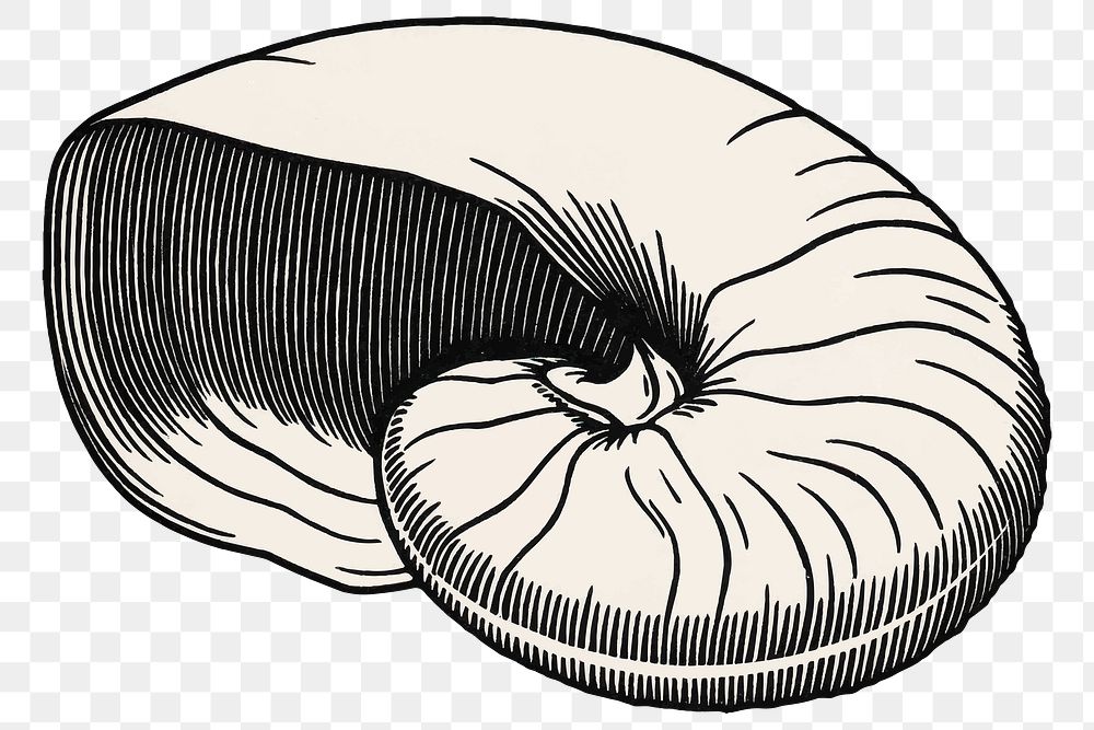 Vintage seashell png sticker hand drawn