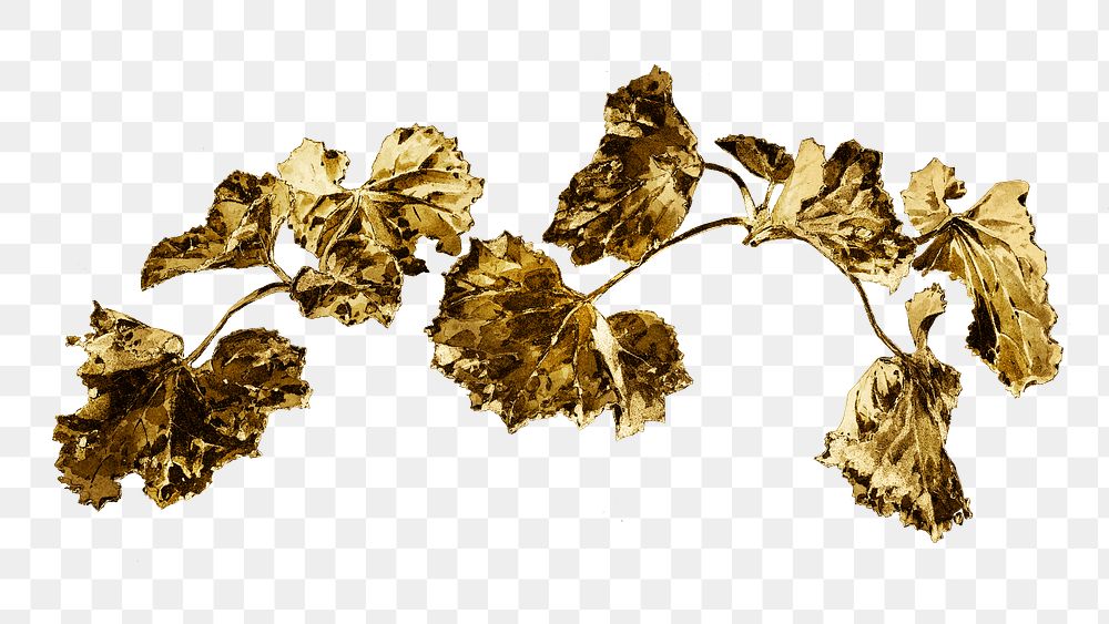 Vintage gold vine design element Premium PNG Sticker rawpixel