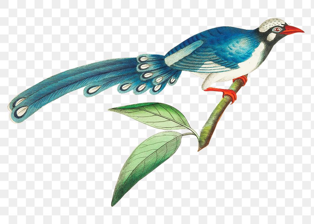 Png animal sticker long tailed blue cuckoo bird illustration