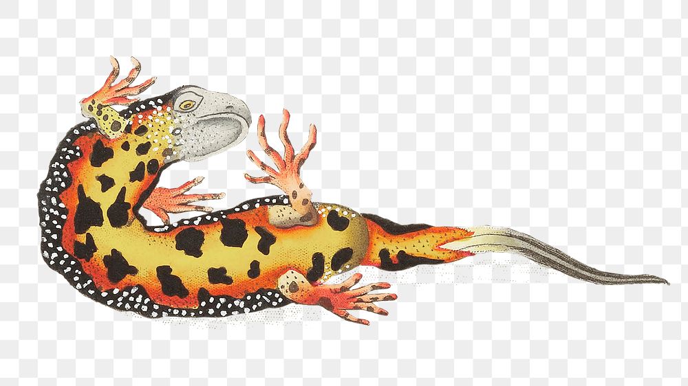 Png sticker warted newt vintage amphibian clipart