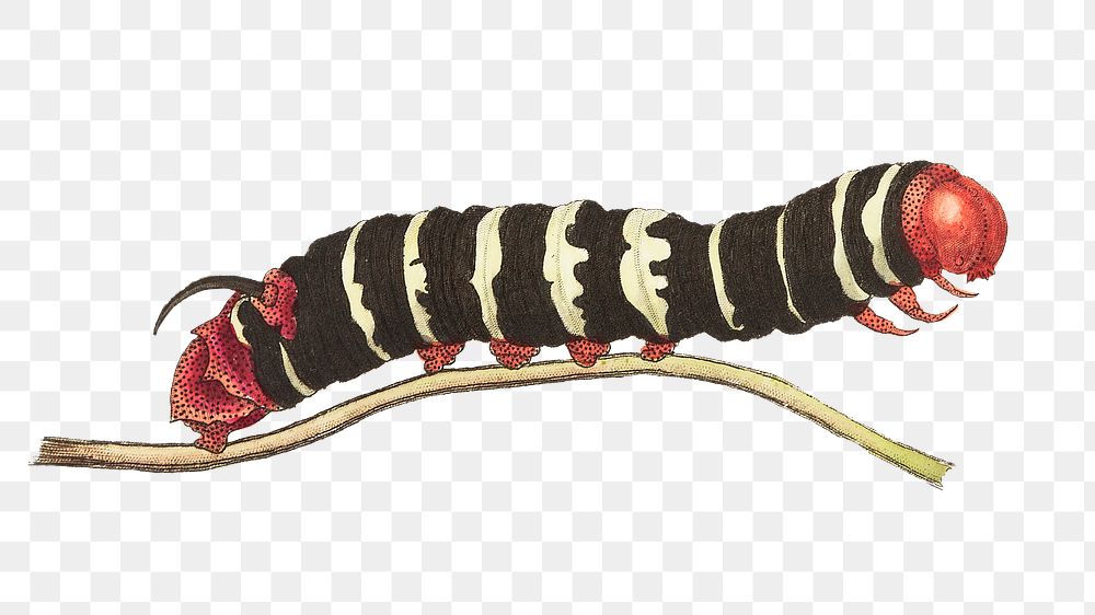 Png sticker transformation cassava sphinx worm illustration