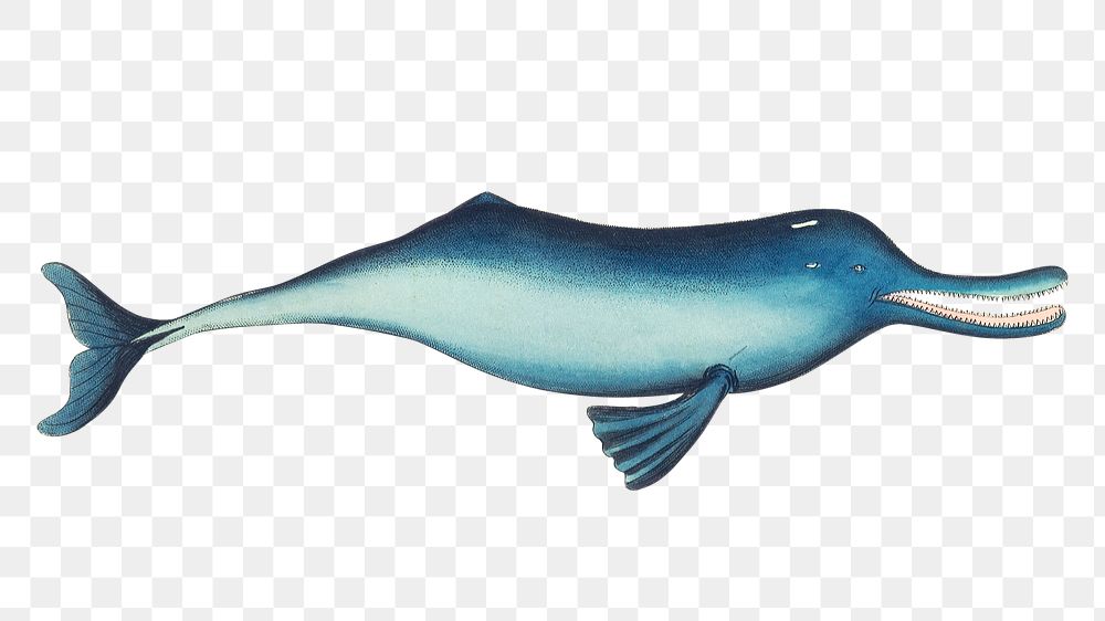Png animal sticker gangetic dolphin fish illustration 