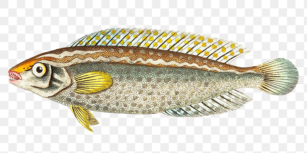 Png animal sticker guttulated larbus fish vintage illustration 