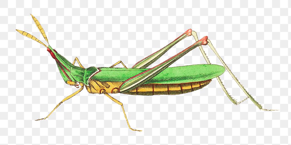 Png hand drawn green locust insect clipart