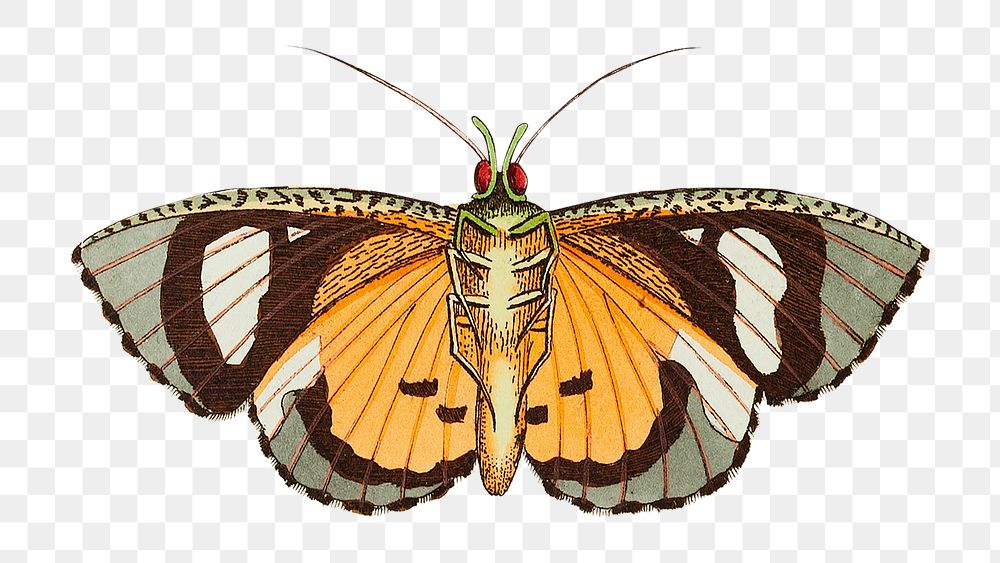 Png sticker hypermnestra moth illustration