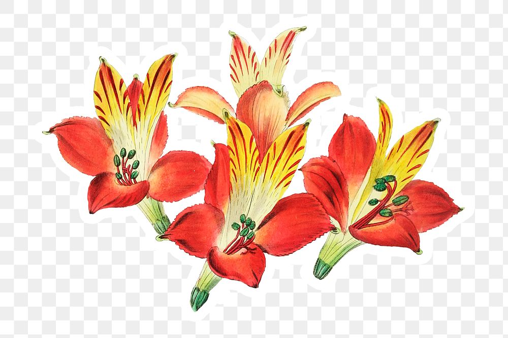 Red lily flower png illustrated | Free PNG Sticker - rawpixel