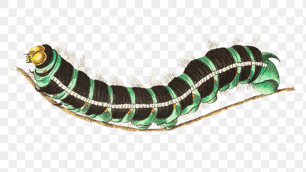Png thysania agrippina caterpillar worm illustration