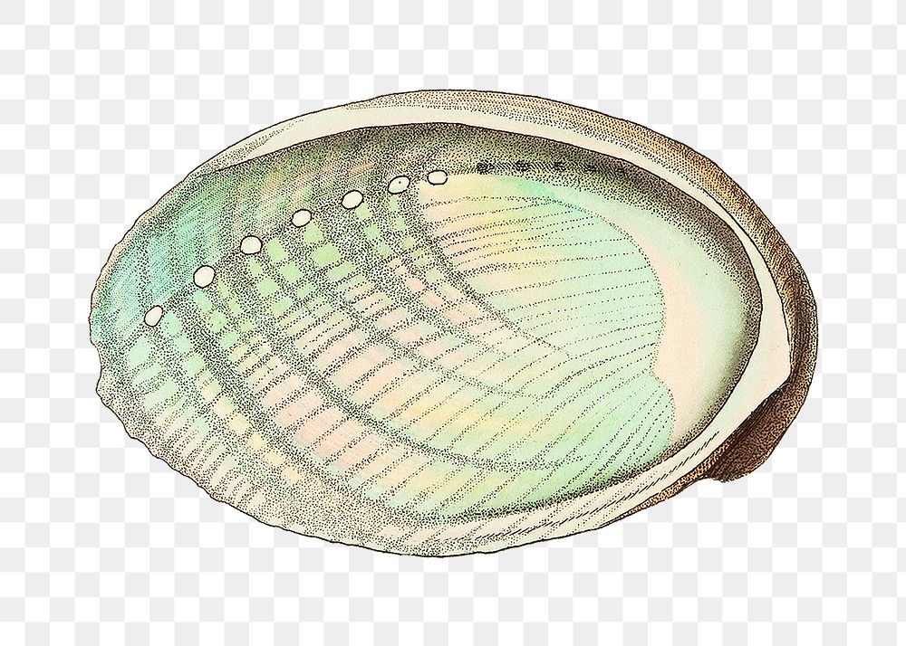 Png tuberculated haliotis shell vintage clipart
