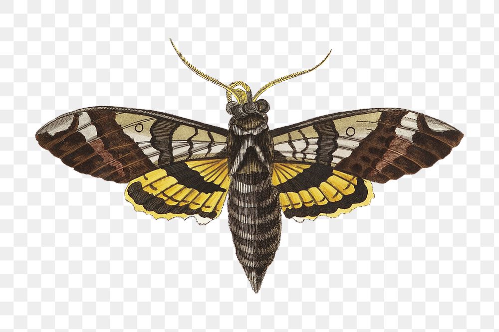 Png fig sphinx moth vintage illustration