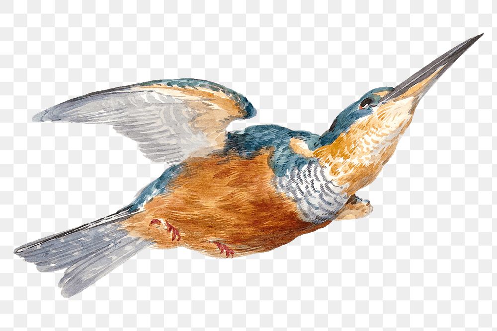 Kingfisher png illustration, remixed from artworks by Aert Schouman