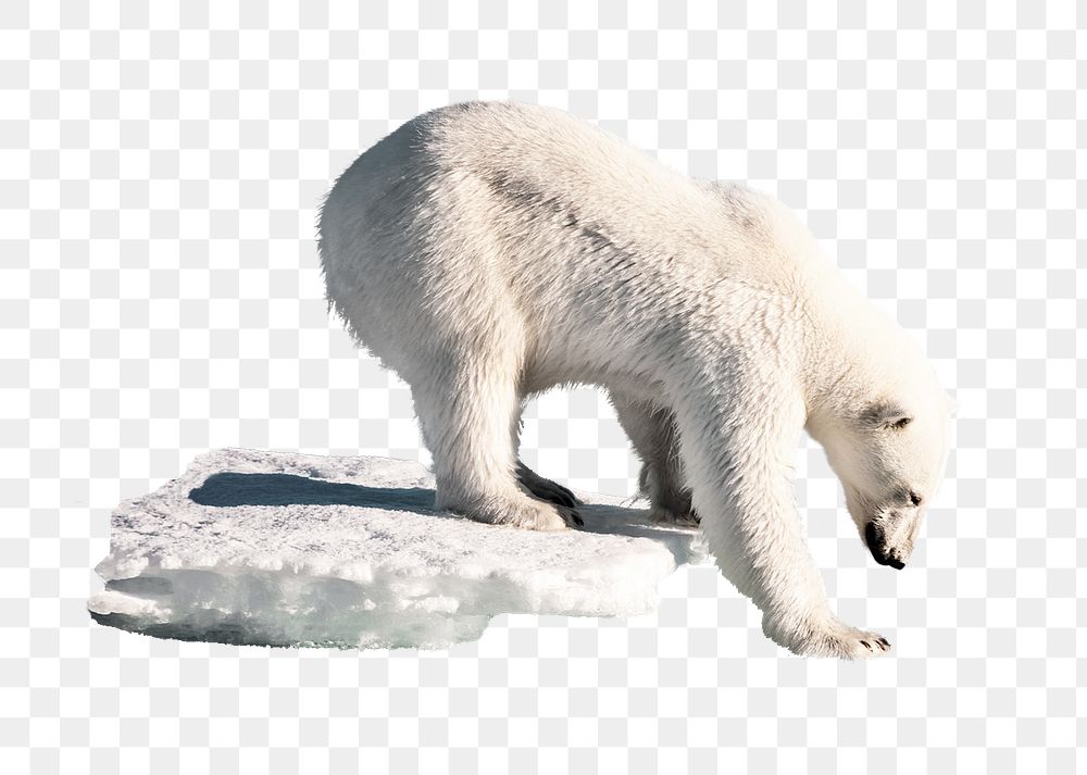 Polar bear png thin ice clipart, global warming, environmental impact