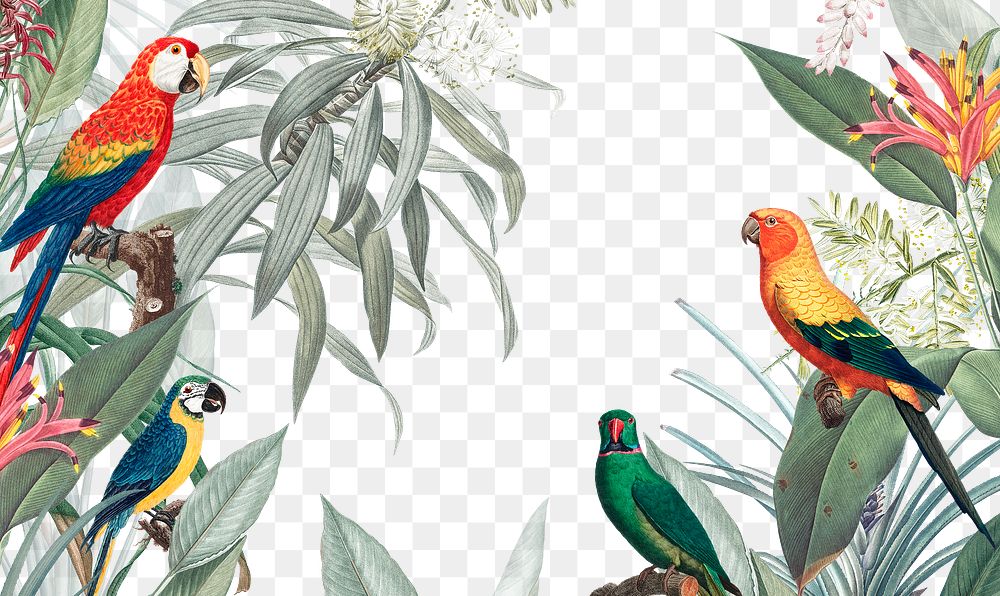 PNG tropical parrots frame illustration
