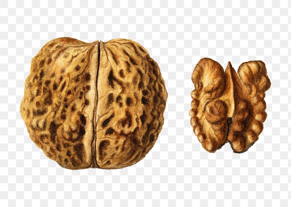 Vintage english walnuts transparent png. Digitally enhanced illustration from U.S. Department of Agriculture Pomological…