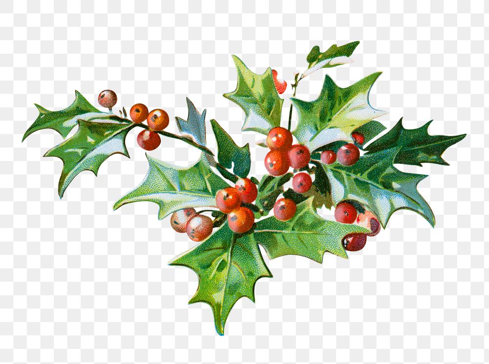 Festive holly leaves transparent png