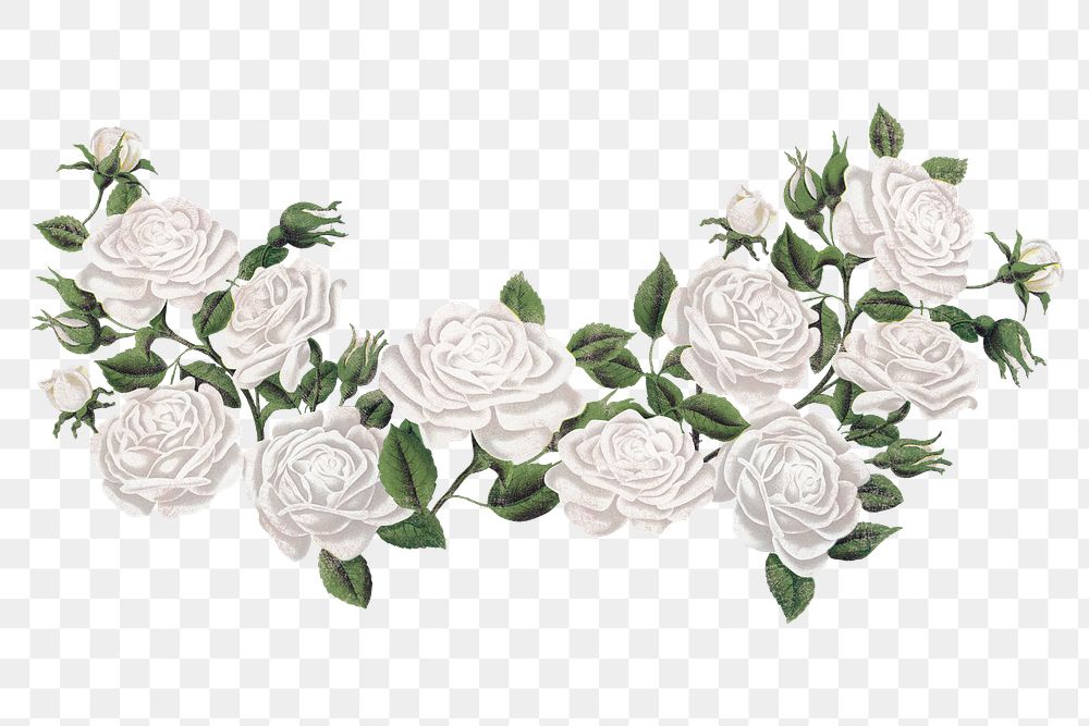 White rose border png clipart, transparent background