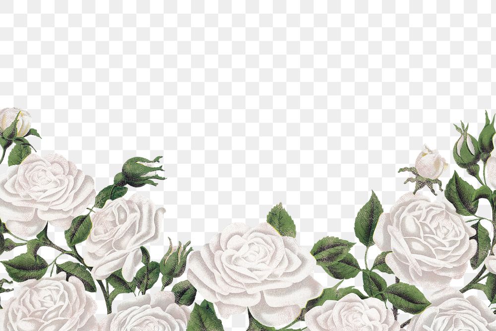 White rose border png clipart, transparent background