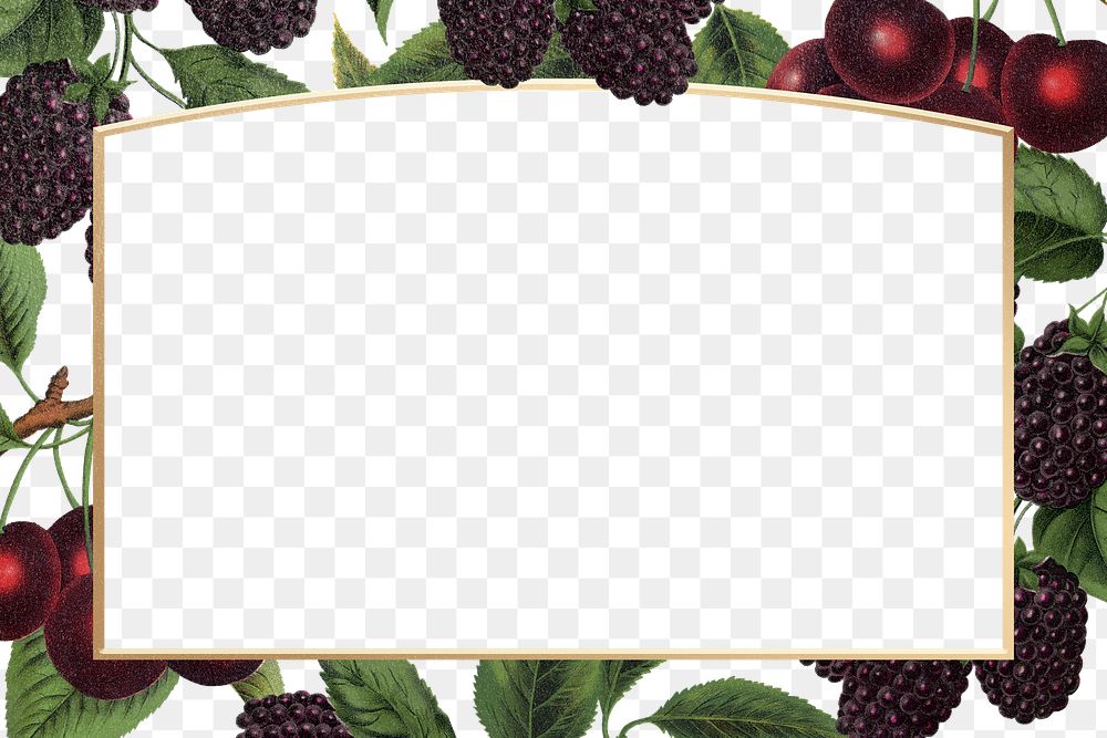 Blackberry botanical png frame, transparent background