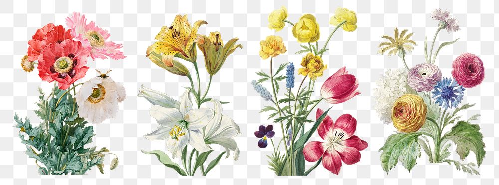 Vintage flower botanical illustration png set