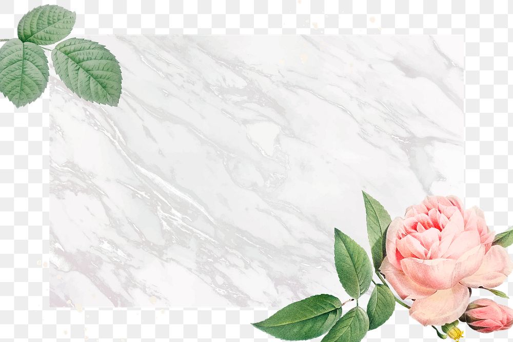 Pink cabbage rose rectangled frame design element