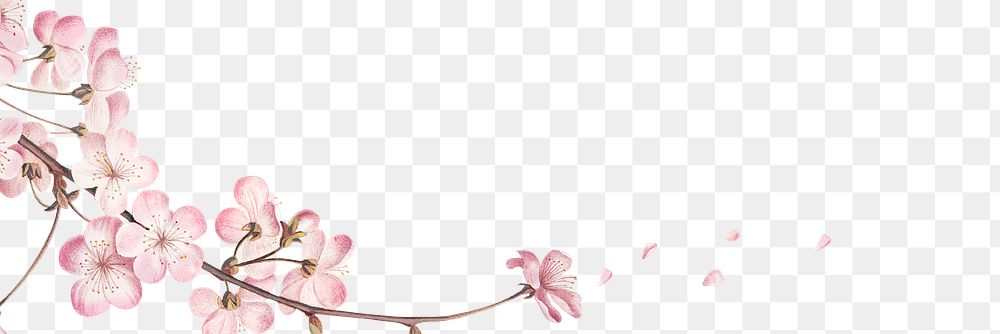 Pink cherry blossom flower branch border frame transparent background banner