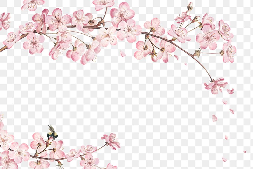 Pink cherry blossom flower branch border frame on transparent background