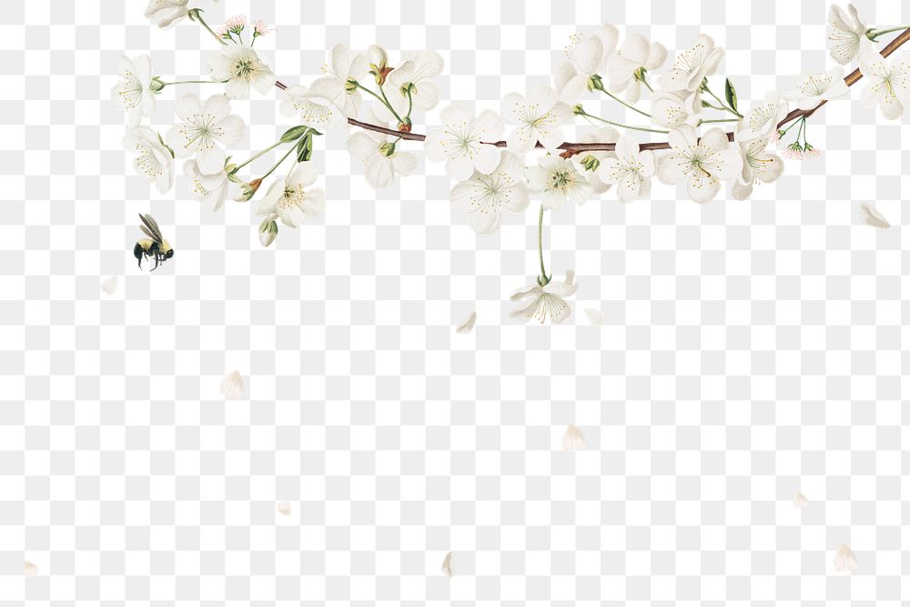 White azalea flower branch border frame on transparent background