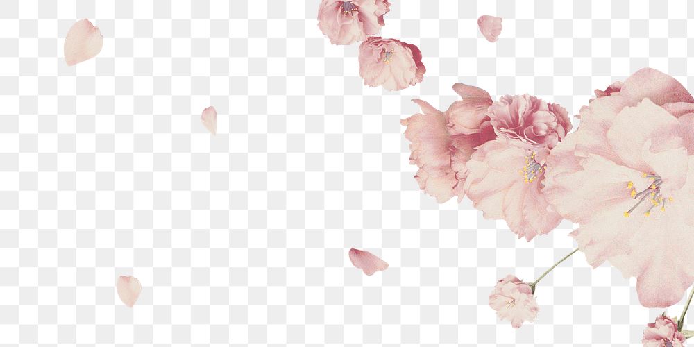 Pink cherry blossom flower branch border frame transparent background banner