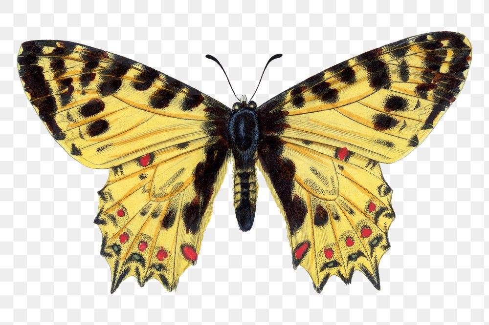 Butterfly png sticker, vintage painting on transparent background
