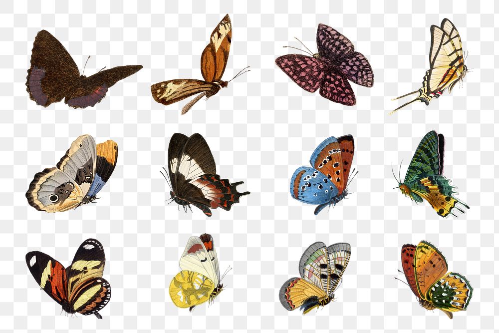 Butterfly png sticker, vintage painting on transparent background set