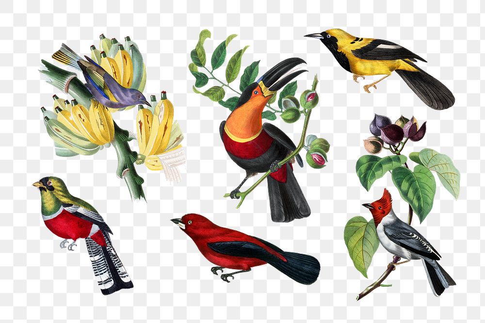 Bird png sticker, vintage painting on transparent background set