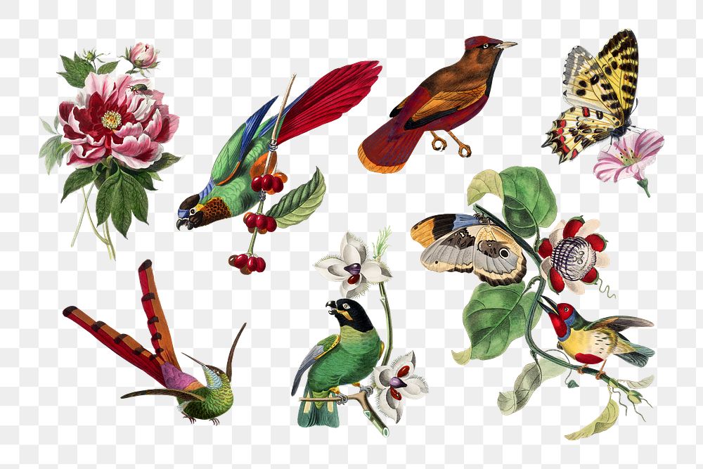 Bird png sticker, vintage painting on transparent background set