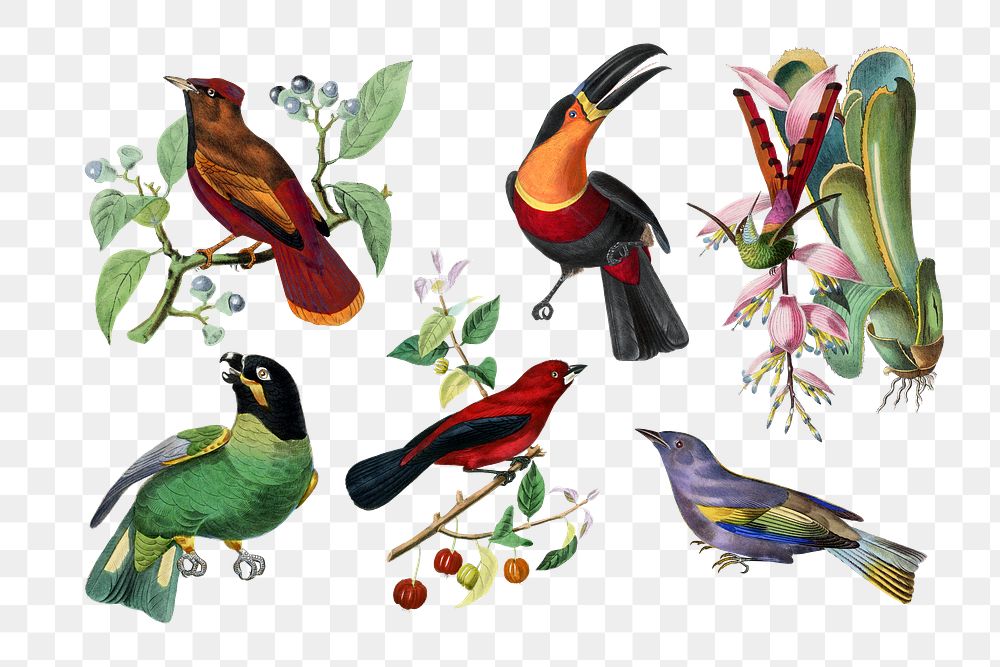 Bird png sticker, vintage painting on transparent background set