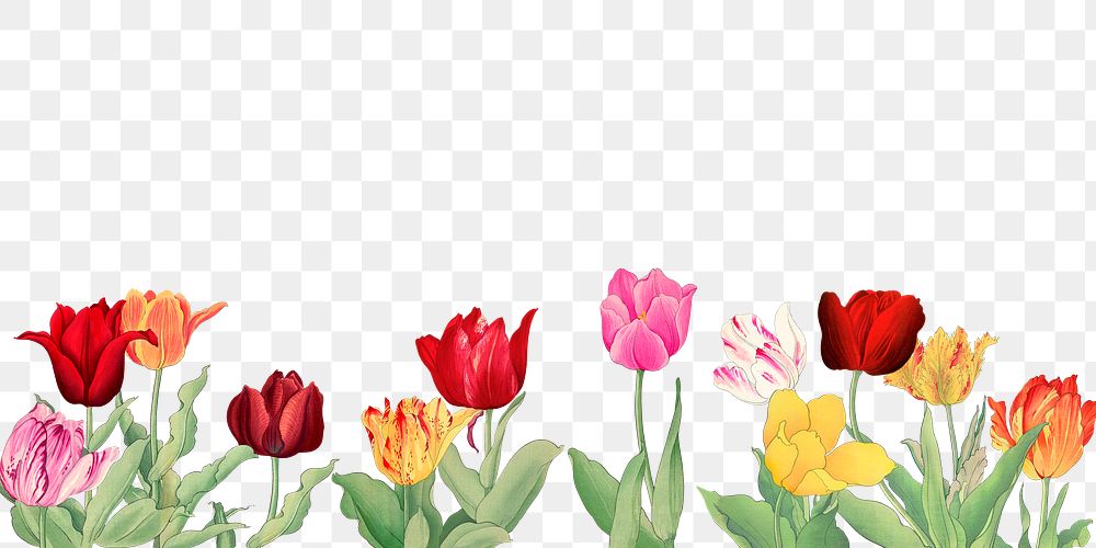 Tulip flower png border, transparent background