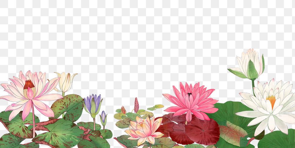 Lotus flower png border, transparent background