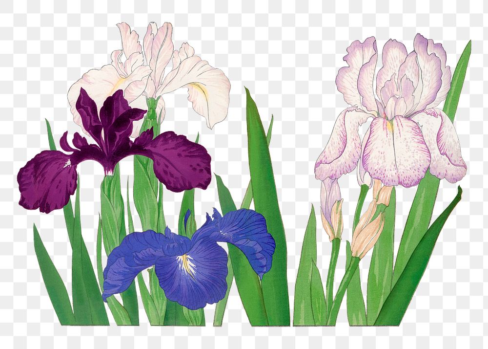 Iris flower sticker, Japanese ukiyo e art, transparent background