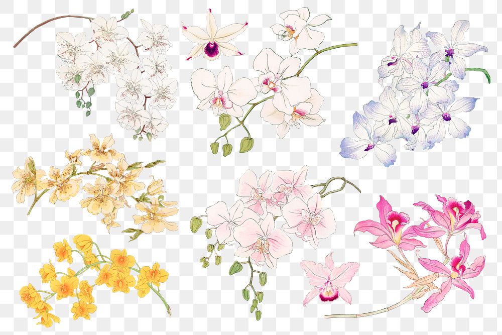 Png orchid flower sticker, Japanese art painting on transparent background set