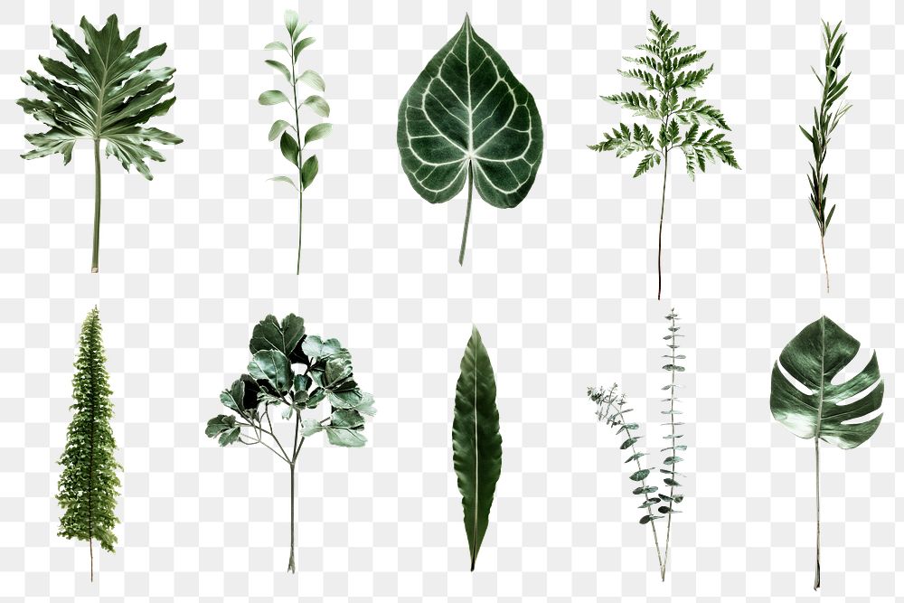 Green foliage PNG set on transparent background