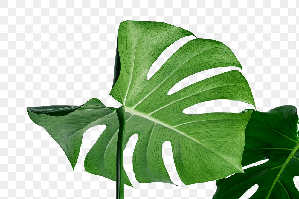 Split leaf philodendron, monstera plant element transparent png