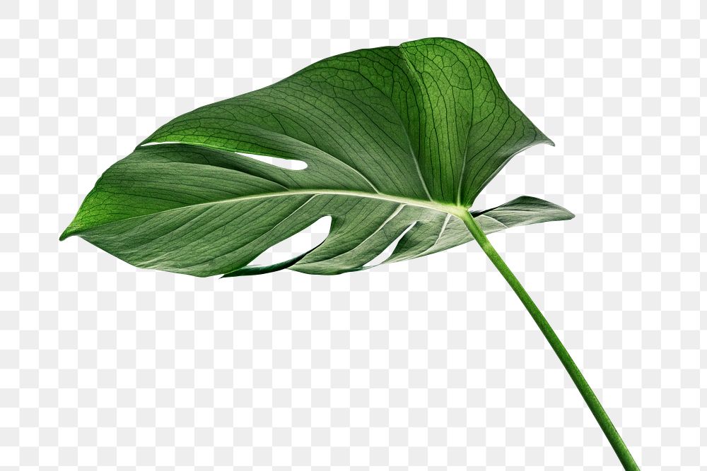 Split leaf philodendron, monstera plant | Free PNG Sticker - rawpixel